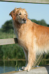 male Golden Retriever