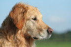 male Golden Retriever Portrait