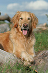 male Golden Retriever