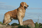 male Golden Retriever