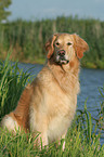 male Golden Retriever