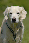 Golden Retriever Portrait