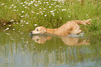 swimming Golden Retriever