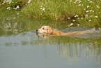 swimming Golden Retriever