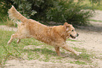 running Golden Retriever