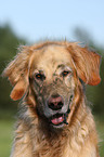 Golden Retriever Portrait