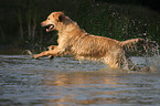 running Golden Retriever