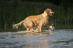 running Golden Retriever