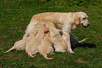 Golden Retriever puppies