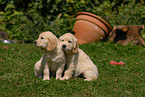 Golden Retriever puppies