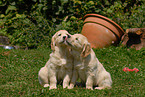 Golden Retriever puppies