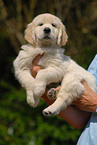 Golden Retriever puppy