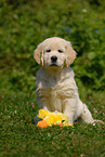 Golden Retriever puppy