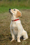 Golden Retriever puppy