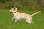 running Golden Retriever puppy