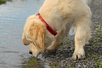 Golden Retriever puppy