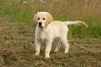 Golden Retriever puppy