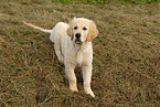 Golden Retriever puppy