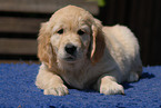 Golden Retriever puppy