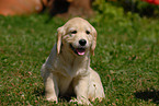 Golden Retriever puppy