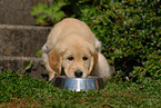 eating Golden Retriever puppy