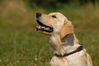 Golden Retriever Portrait