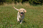 running Golden Retriever