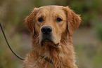 Golden Retriever Portrait