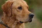 Golden Retriever Portrait