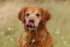 Golden Retriever Portrait