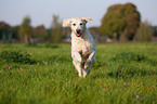 running Golden Retriever