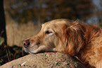 lying Golden Retriever