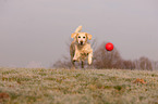 playing Golden Retriever