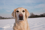 Golden Retriever Portrait