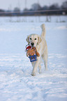 Golden Retriever with basket