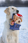 Golden Retriever Portrait