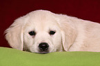 Golden Retriever Puppy