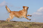 running Golden Retriever