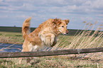 jumping Golden Retriever