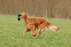 playing Golden Retriever