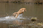 running Golden Retriever