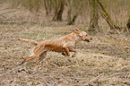 running Golden Retriever