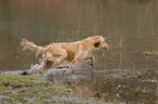 running Golden Retriever