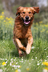 running Golden Retriever