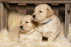 Golden Retriever Puppies