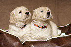 Golden Retriever Puppies