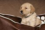 Golden Retriever Puppy