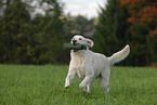 playing Golden Retriever