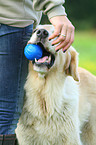 Golden Retriever with ball