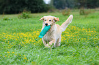 playing Golden Retriever